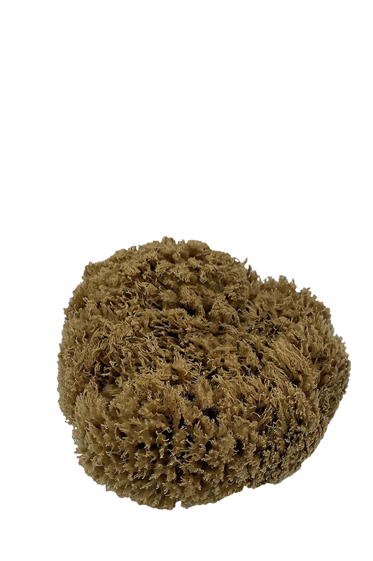 Sea Sponge